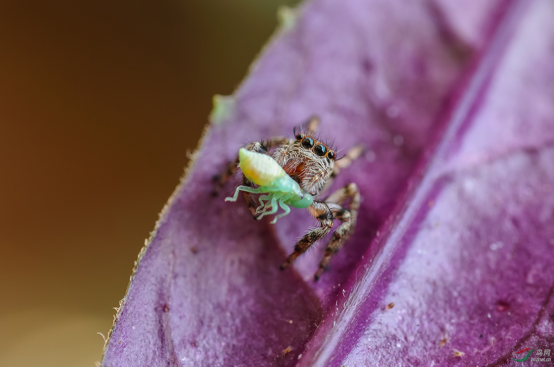 016. 10765_���Ե�����_��������.jpg