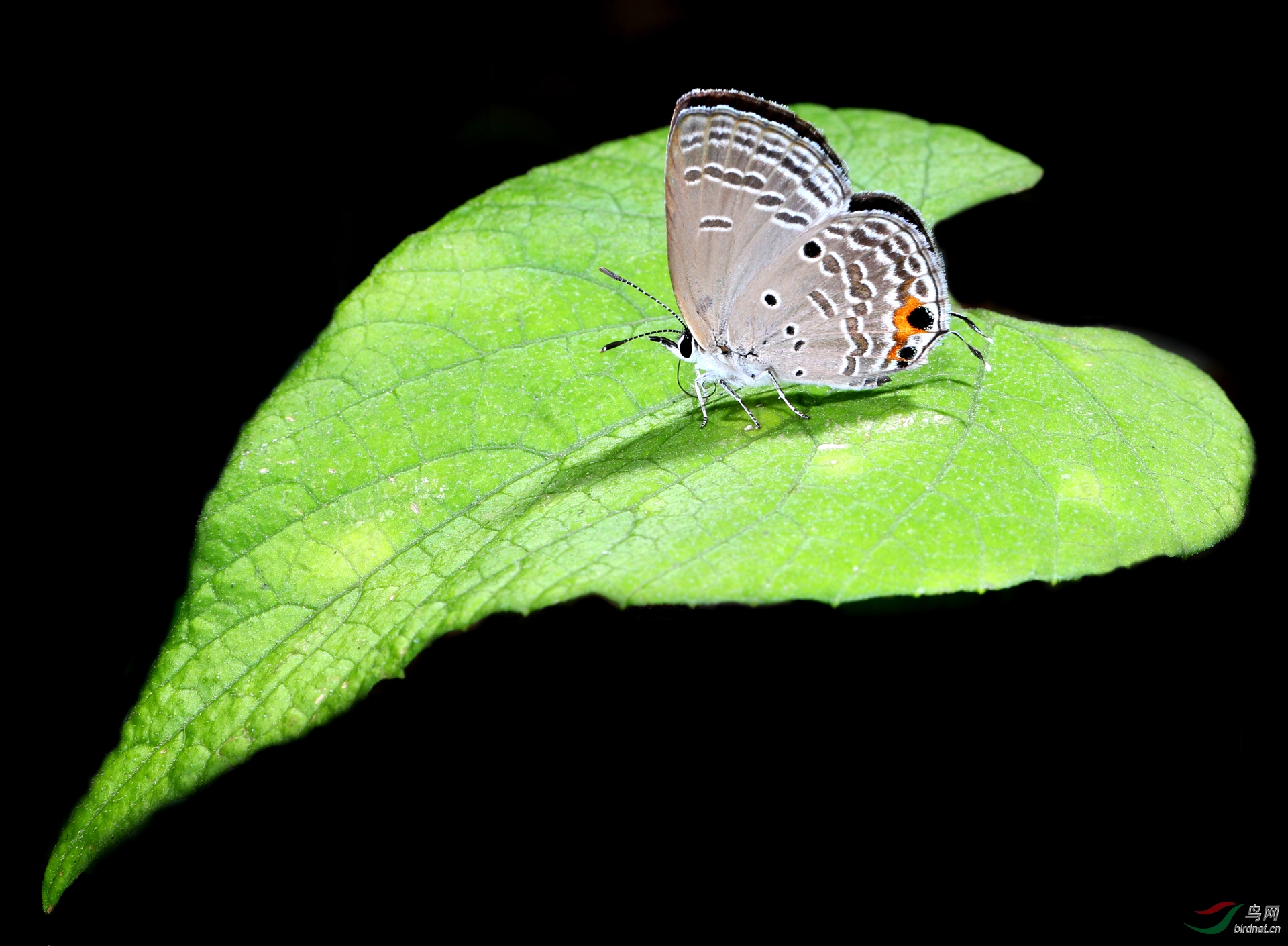 118.�ĵĽ���   �����ϻҵ� -�¸���.JPG