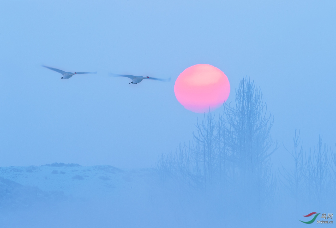 _WBO1390-W.jpg