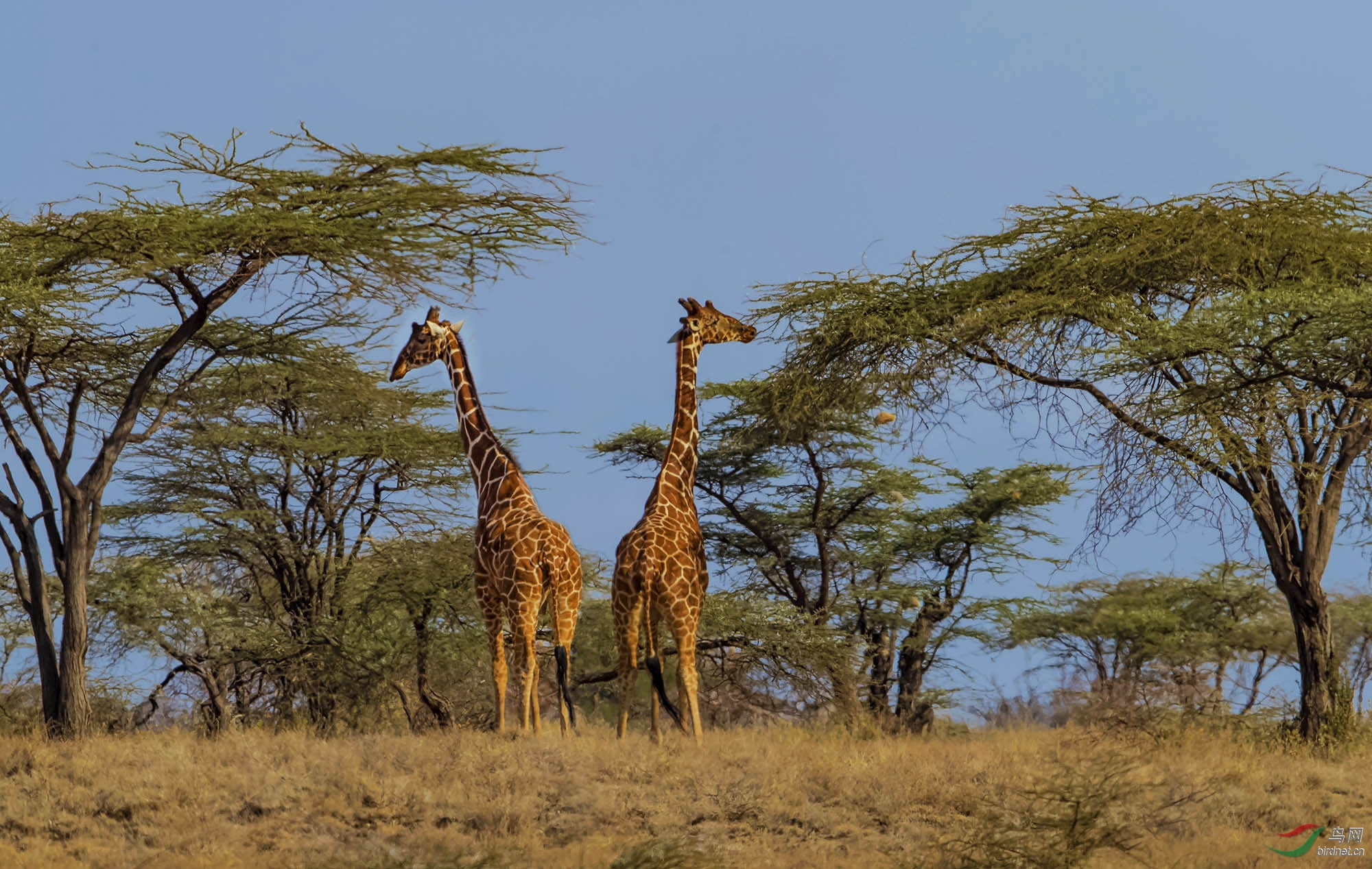 非洲草原——长颈鹿