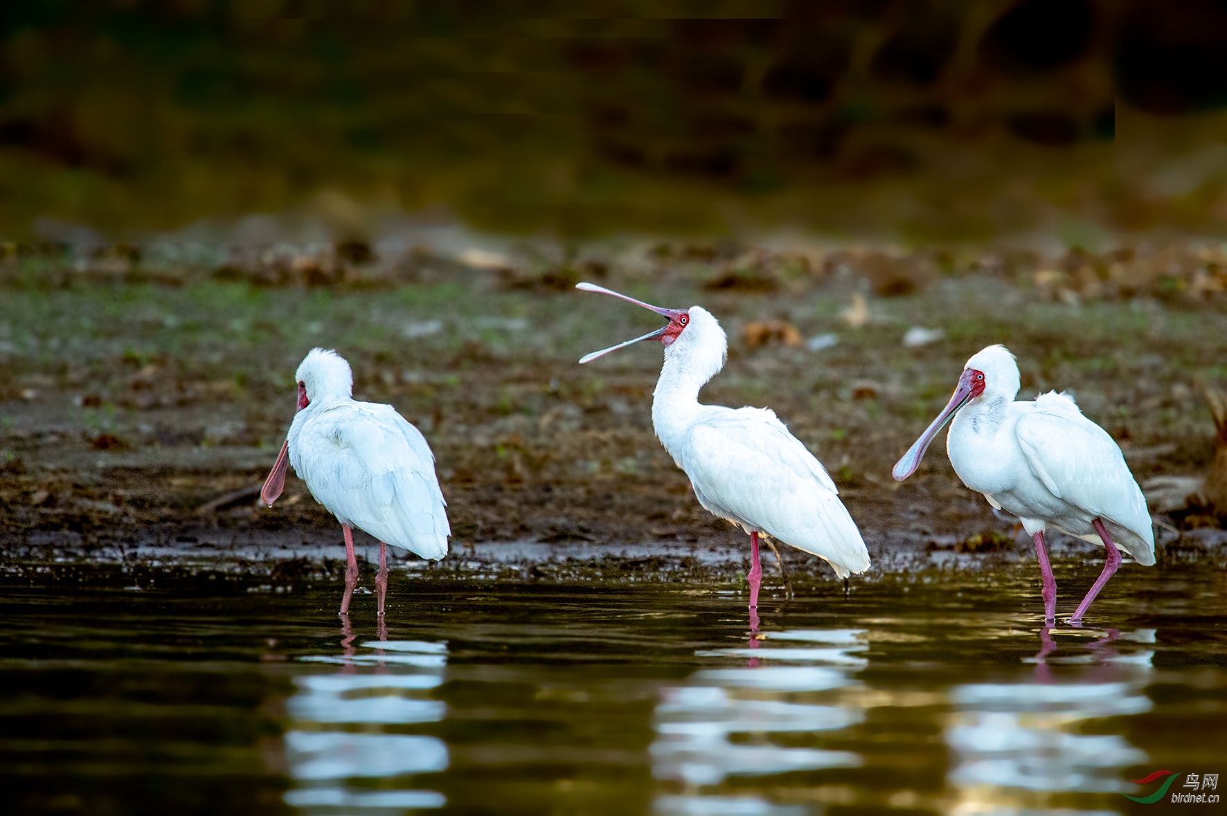 非洲琵鹭红脸琵鹭肯尼亚16