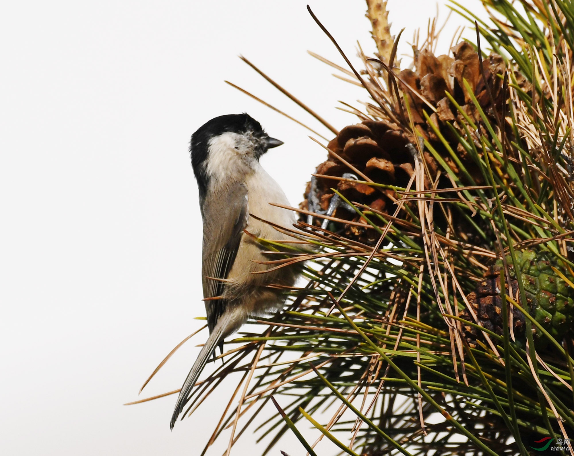 ������Ӱ 277����.jpg