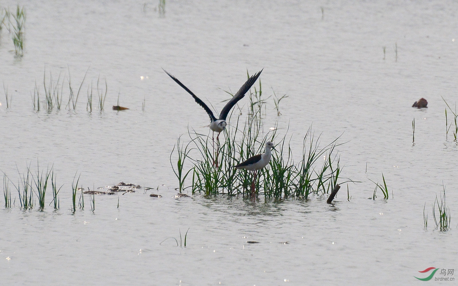 DSC_1546.JPG