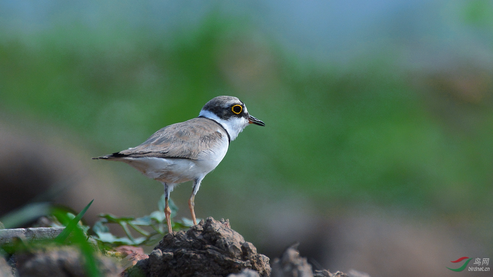 ���� (3) DSC_3585.JPG