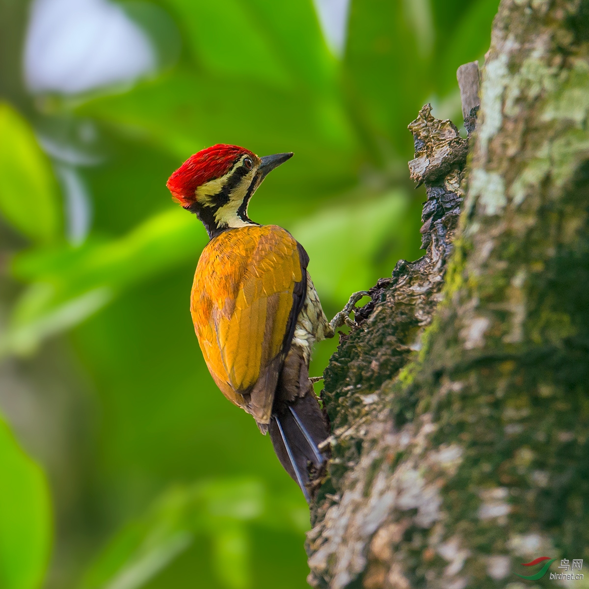 三趾小金背啄木鸟