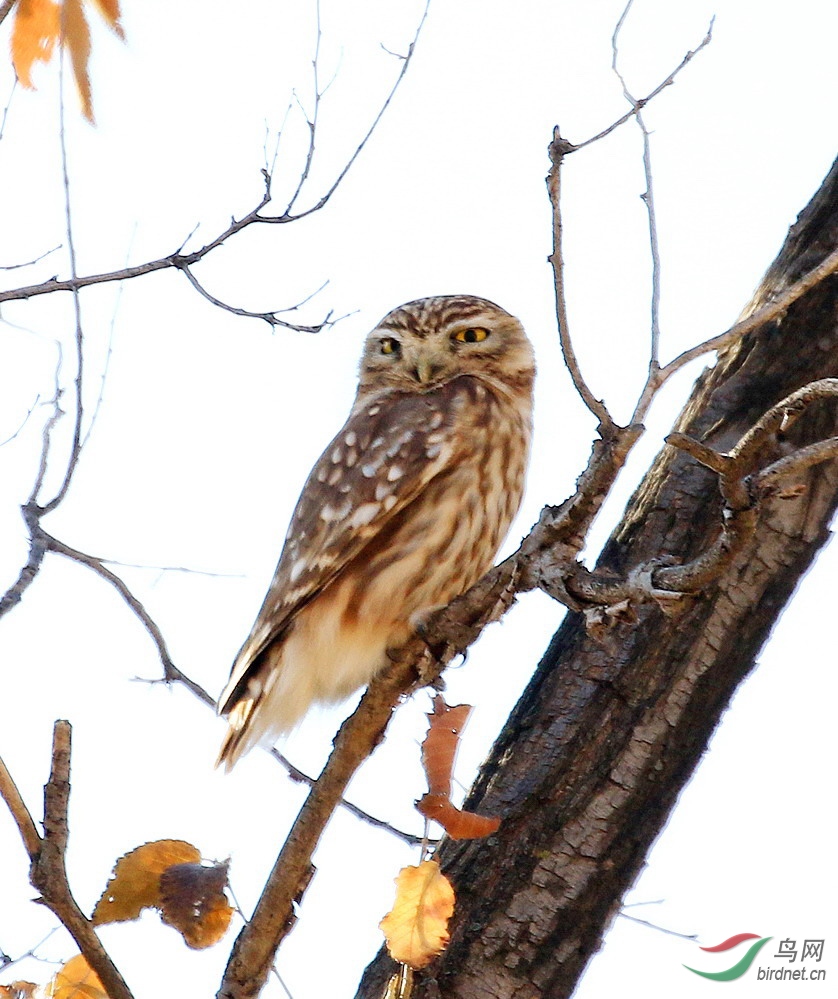 ���Ƹ�С�{2390.jpg