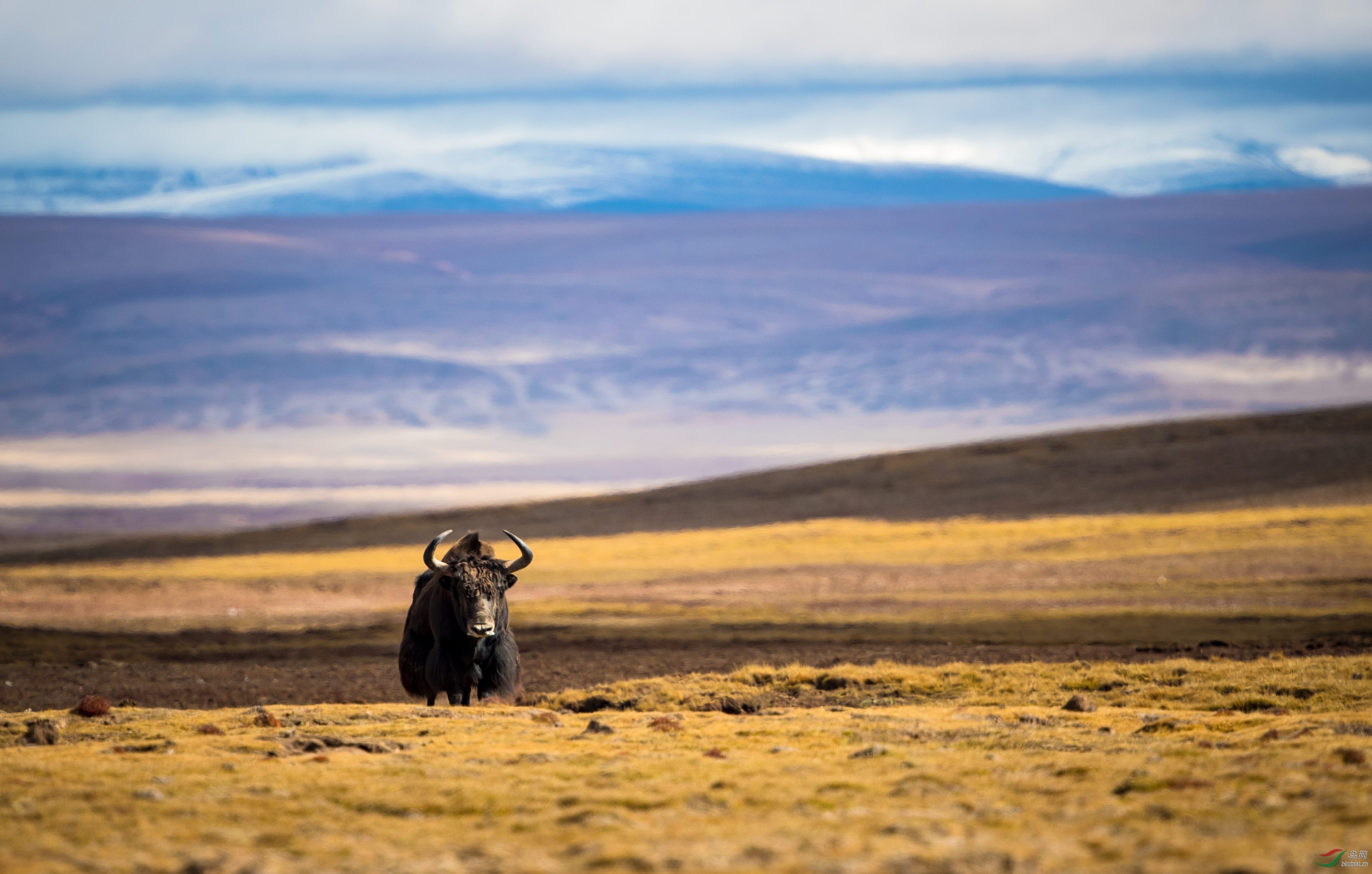 高原野牦牛
