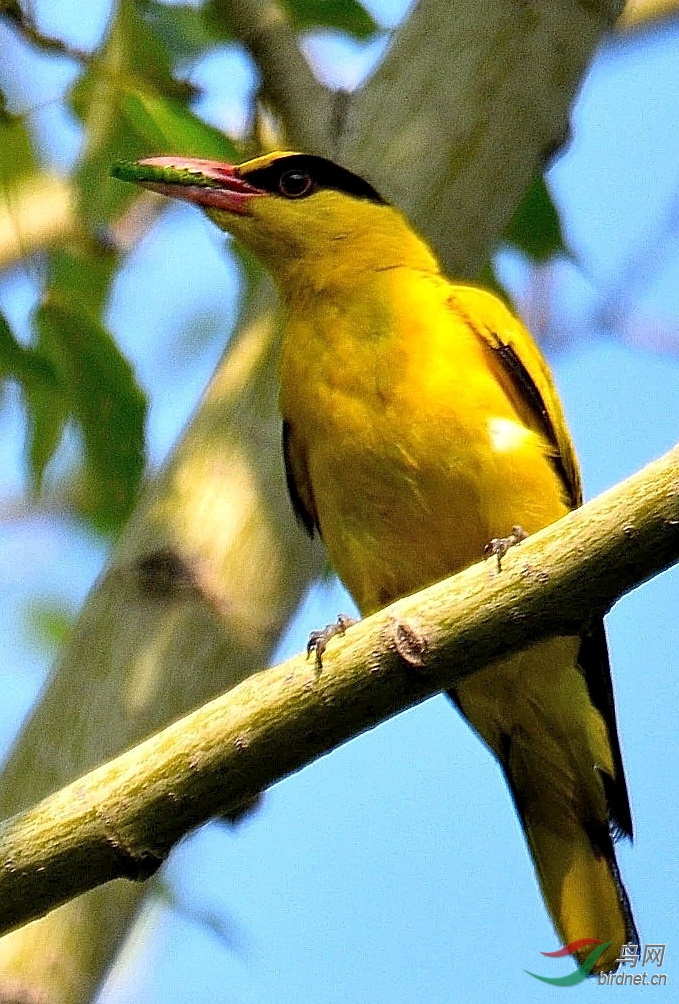 psb (3)_00001_00001.jpg