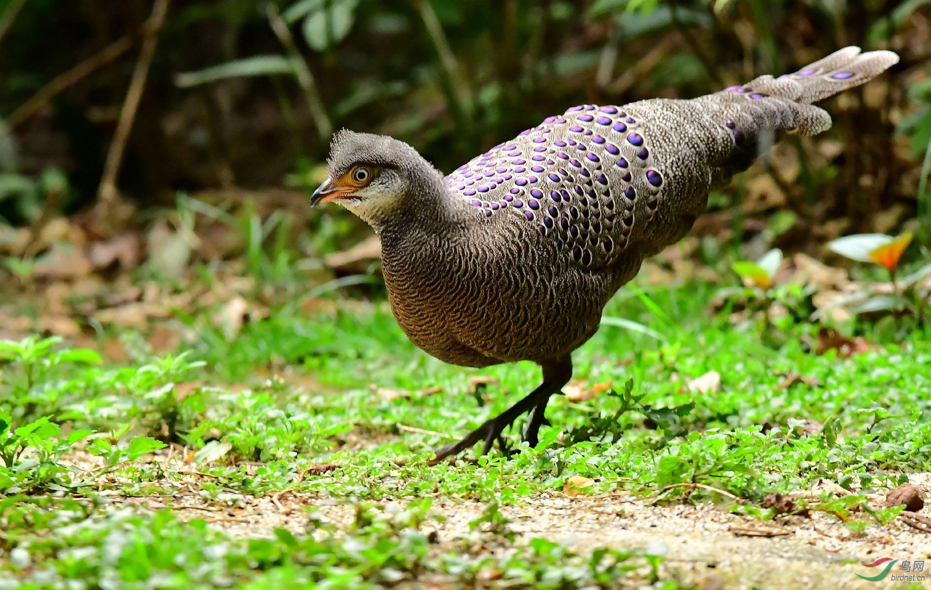 DSC_4301_����.jpg