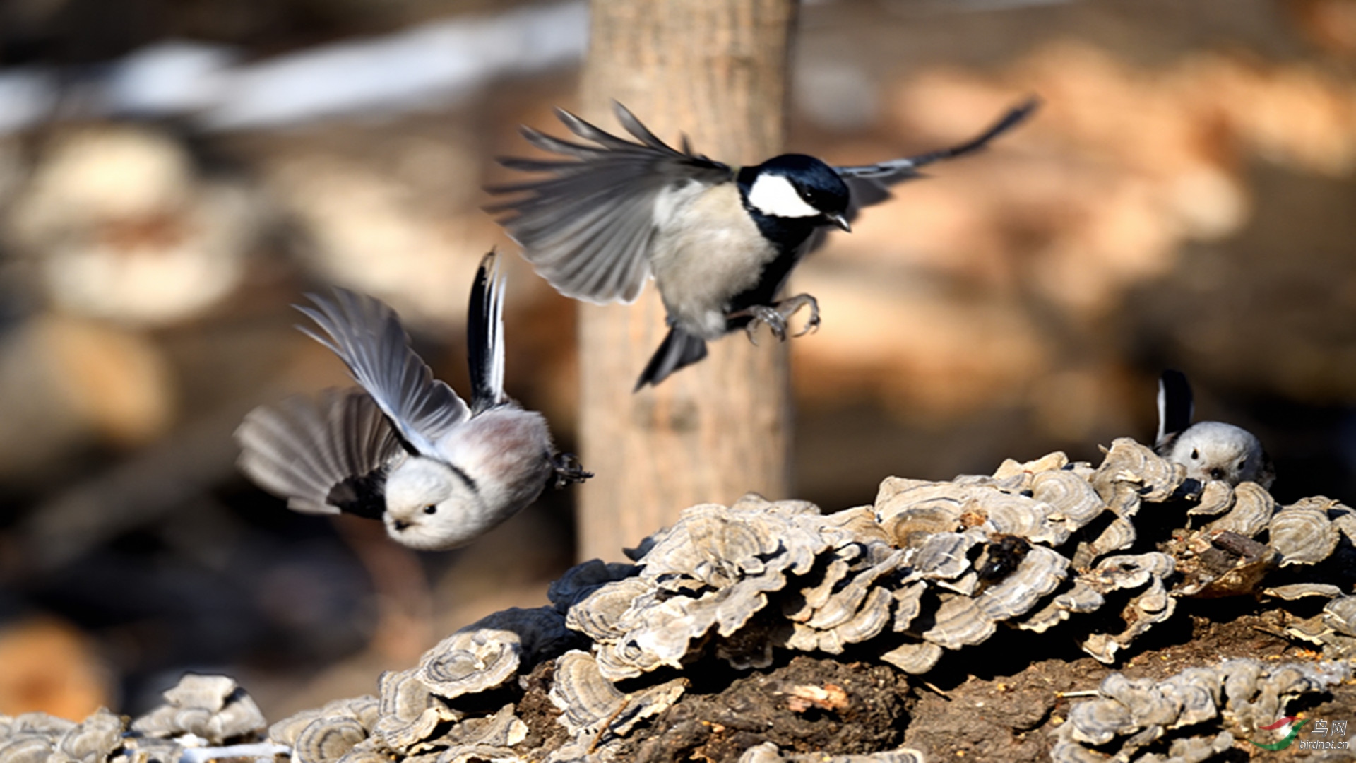 ������βɽȸ���ɽȸ