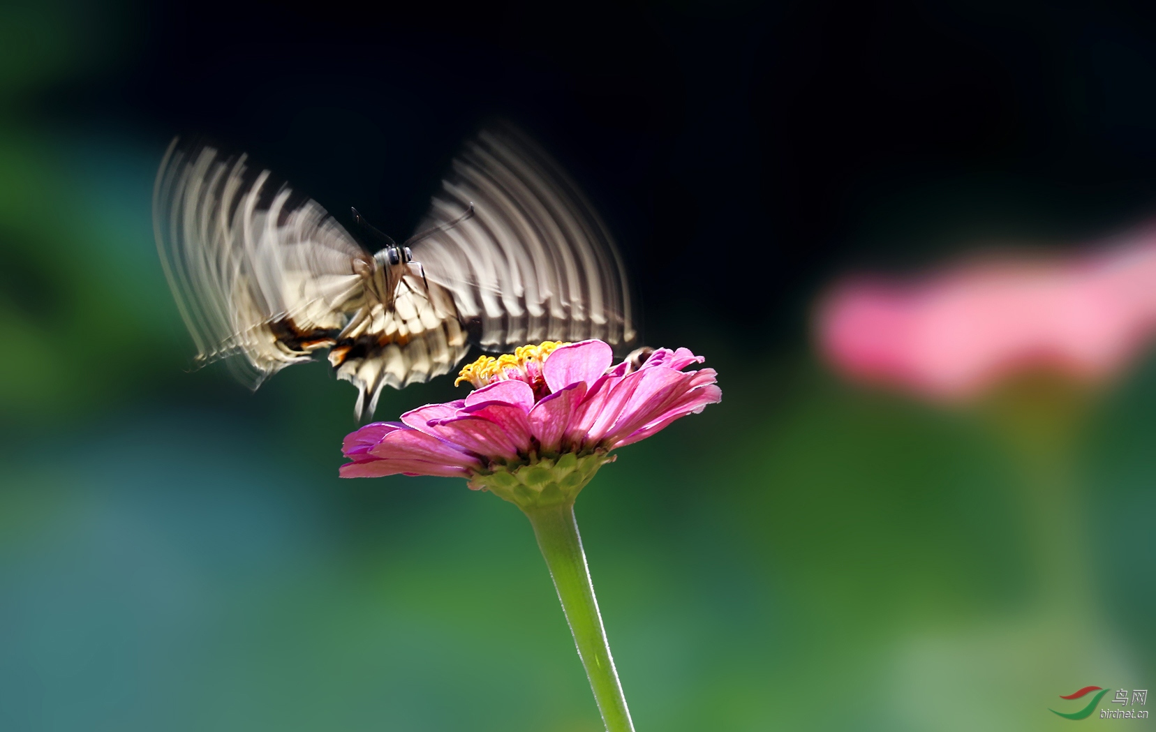 蝶舞花艳(祝贺佳作荣获首页精华)