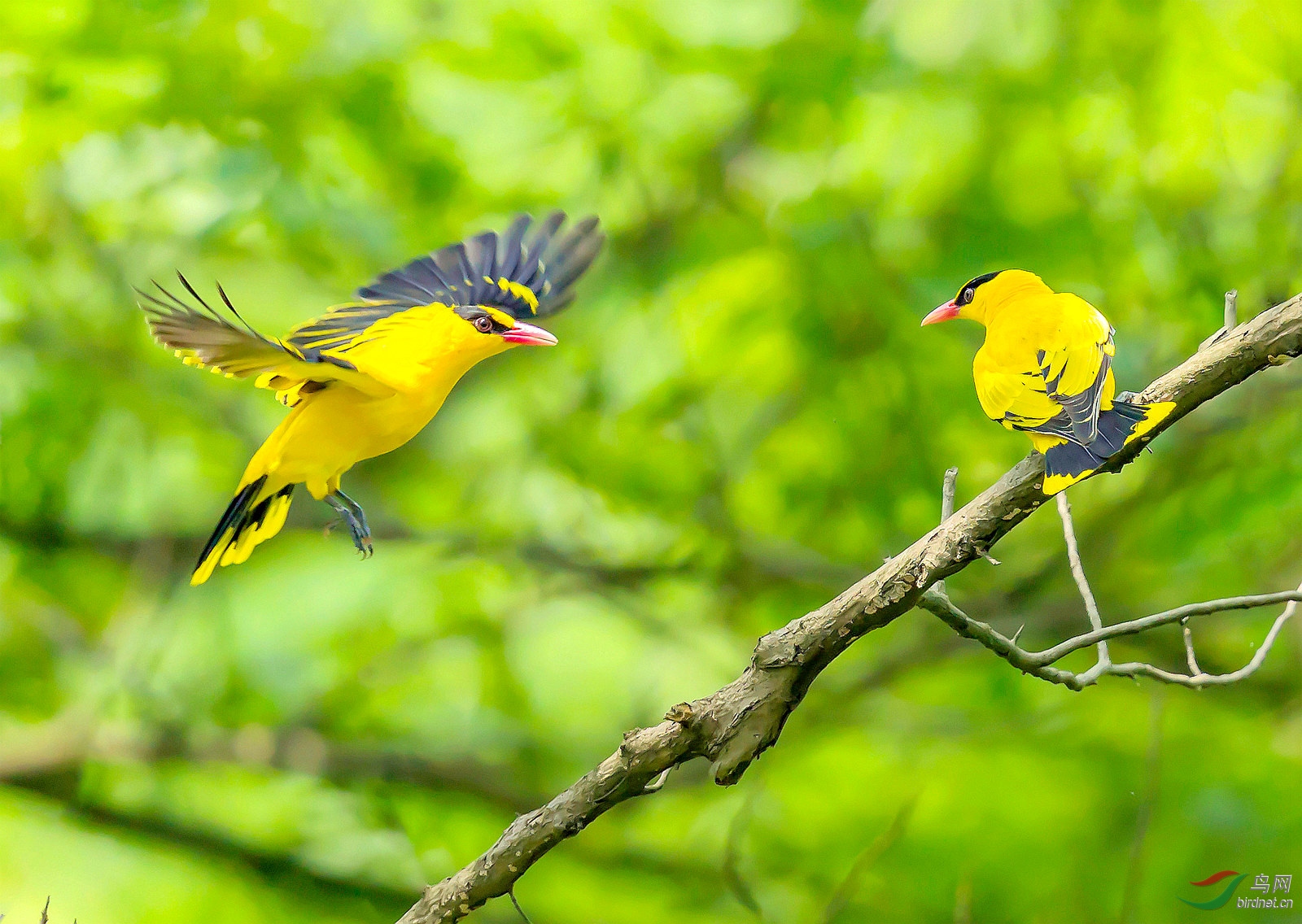 两个黄鹂鸣翠柳