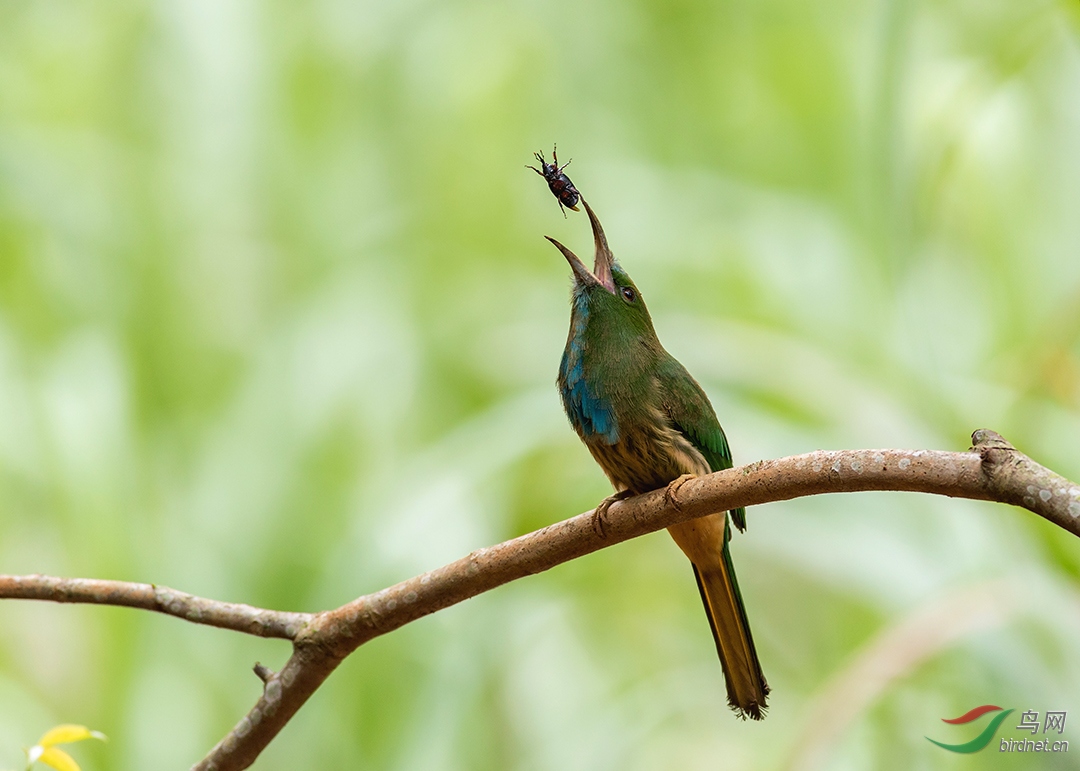 ����ҹ�仢