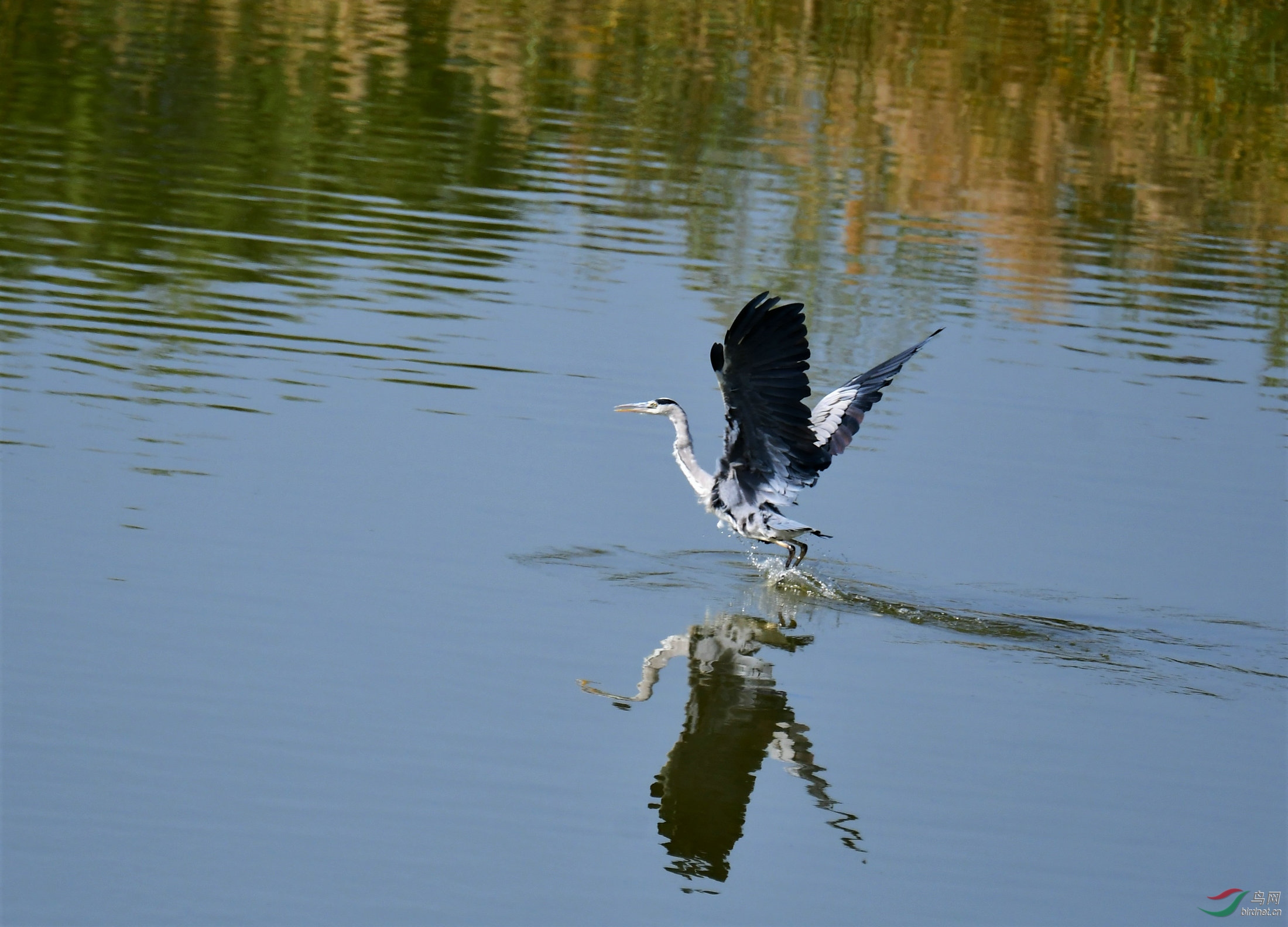 DSC_2313 - ����.jpg