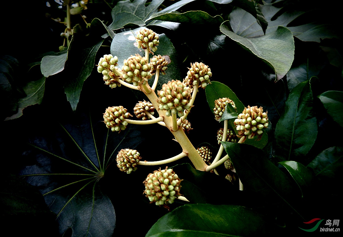 【花卉欣赏】《八角金盘花》