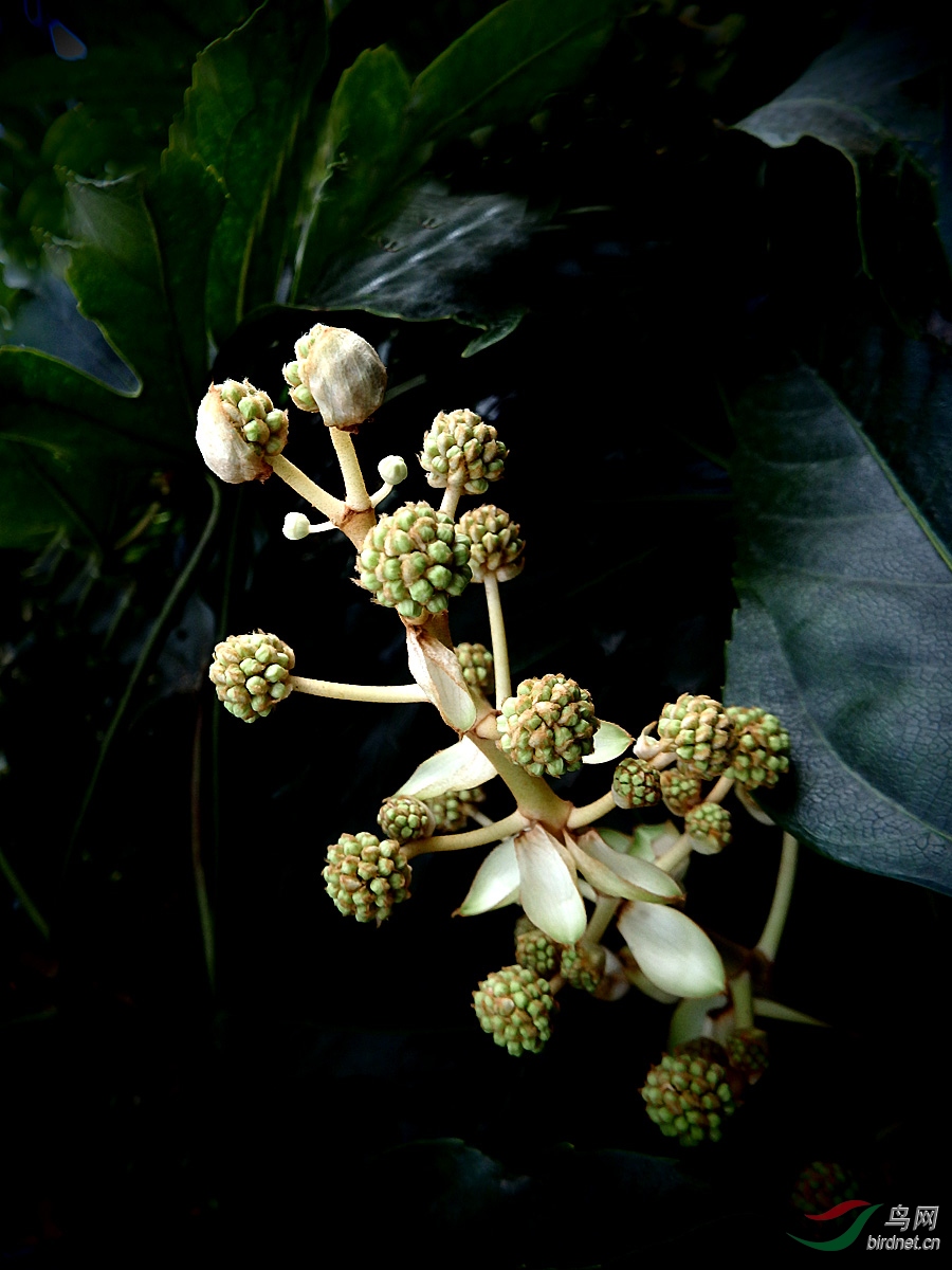 【花卉欣赏】《八角金盘花》