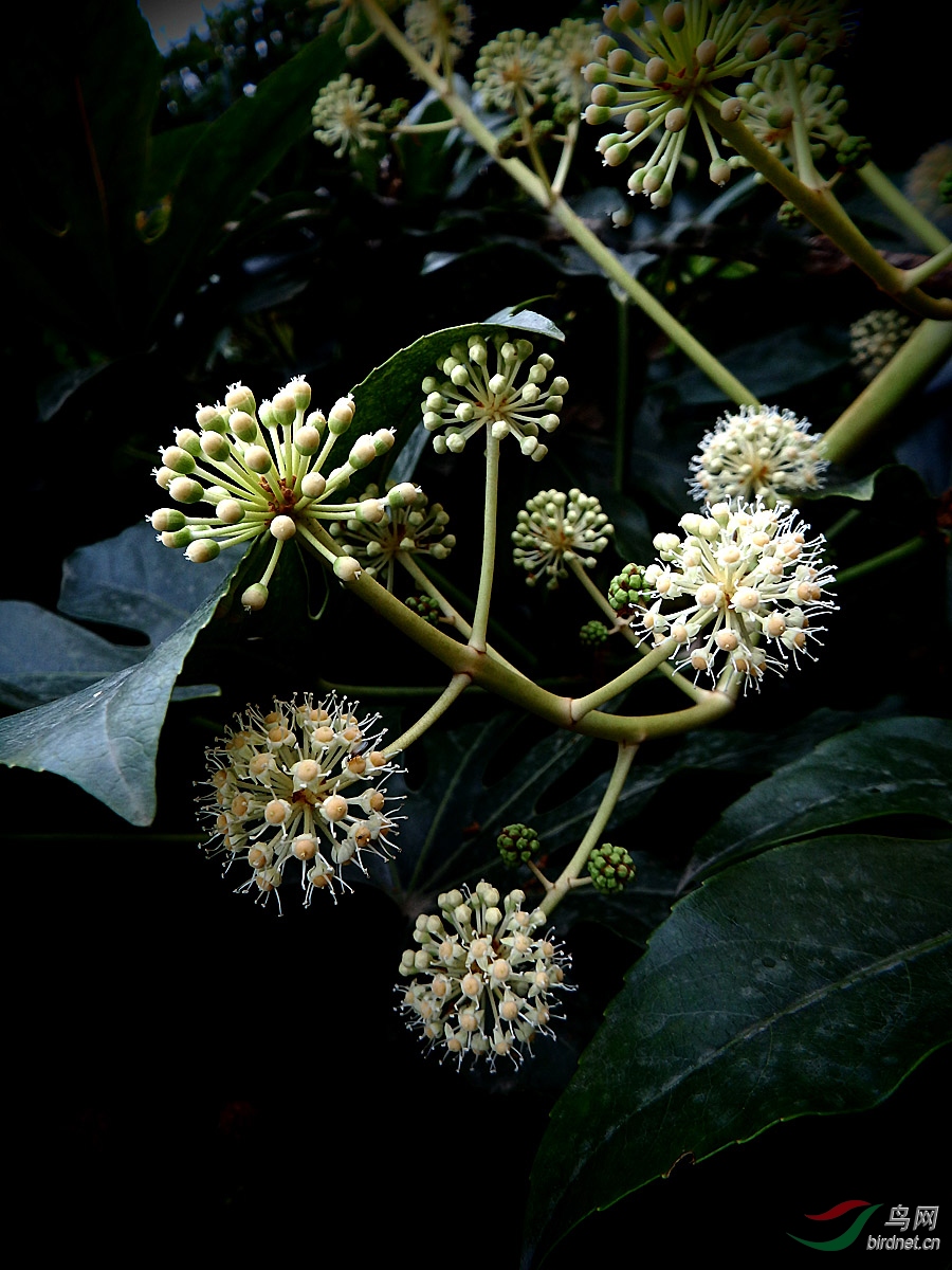 【花卉欣赏】《八角金盘花》