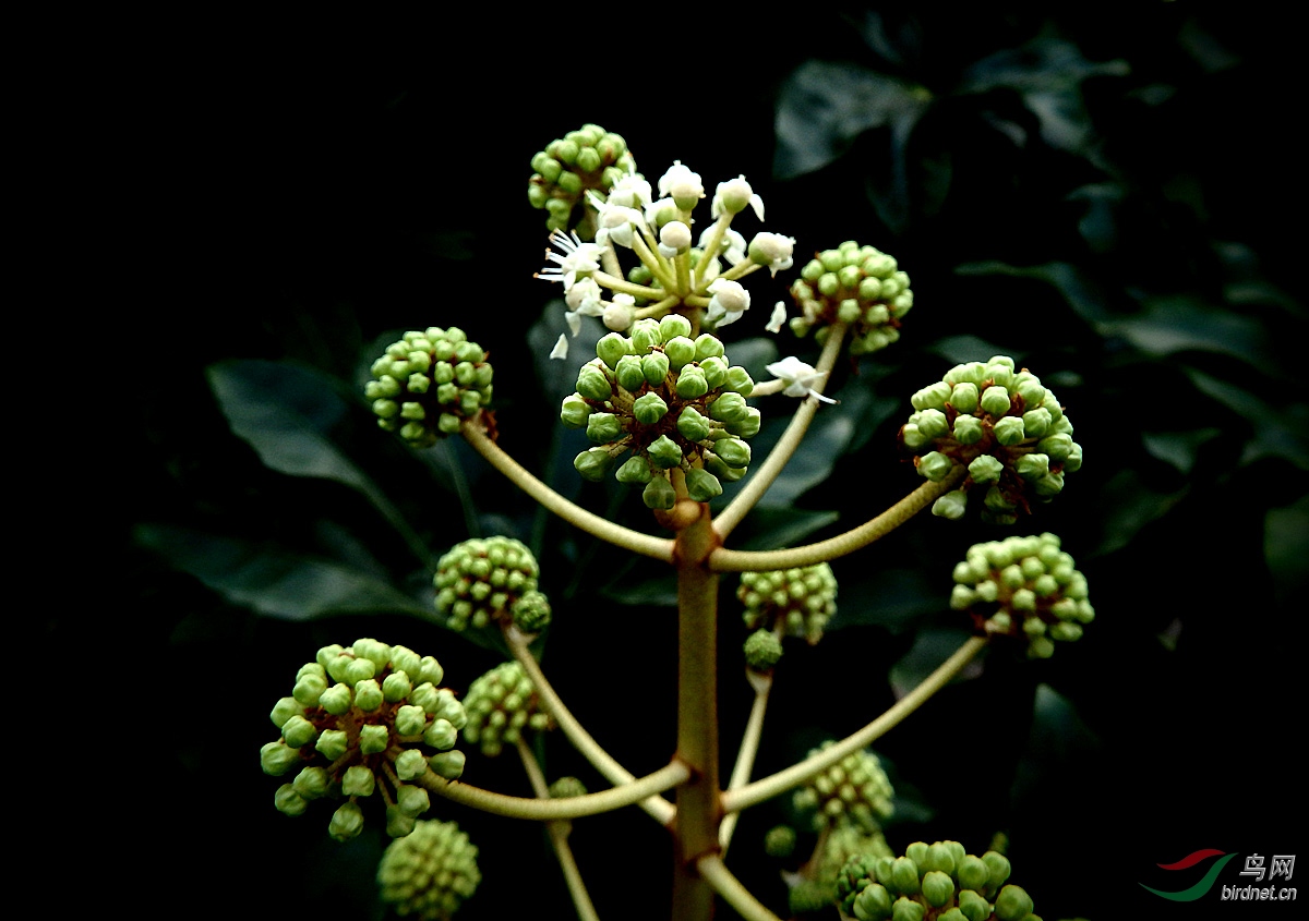 【花卉欣赏】《八角金盘花》