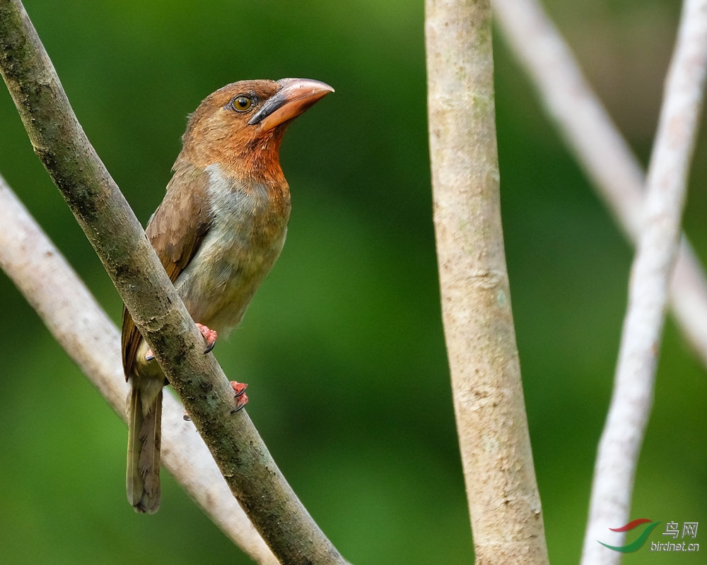 ������ľ��-Brown-Barbet-1.jpg