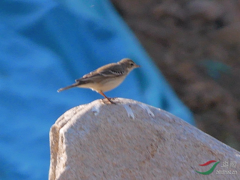 P3680822 - ����.JPG