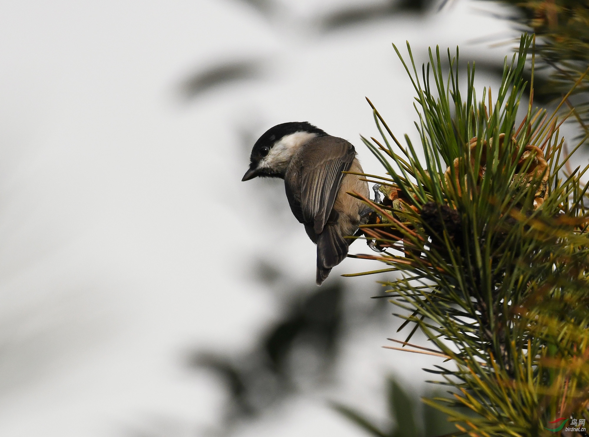 ������Ӱ 2046����.jpg