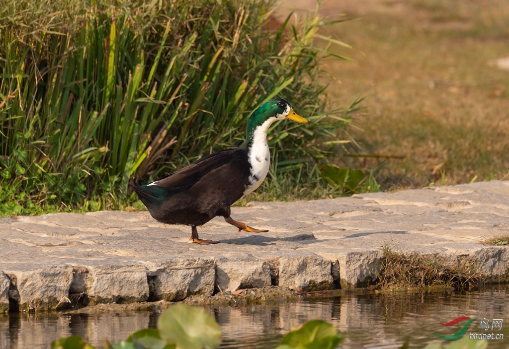 _16A2983  01 ����������_����.jpg