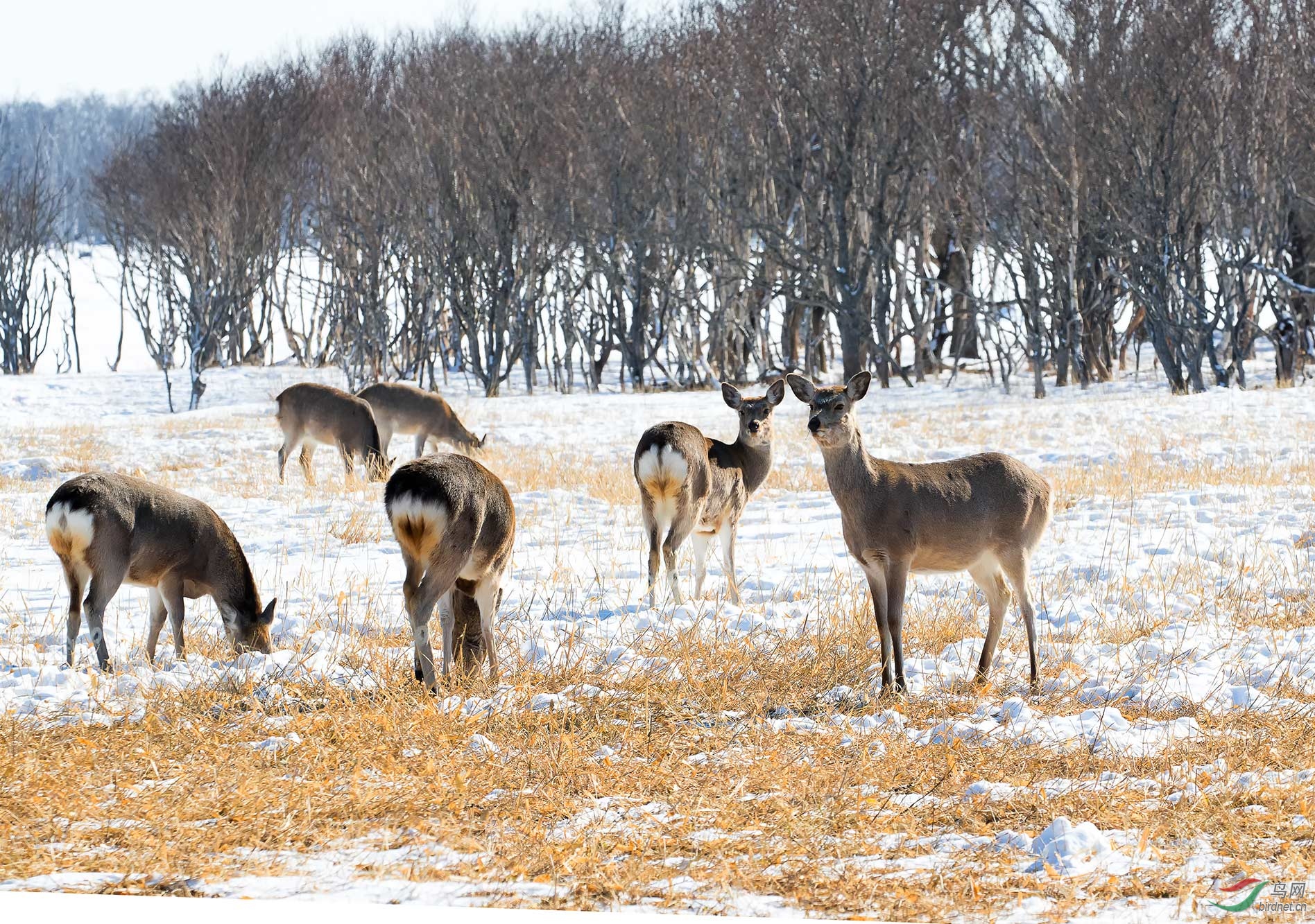 虾夷鹿 雌鹿【恭贺老师佳作获动物精华】