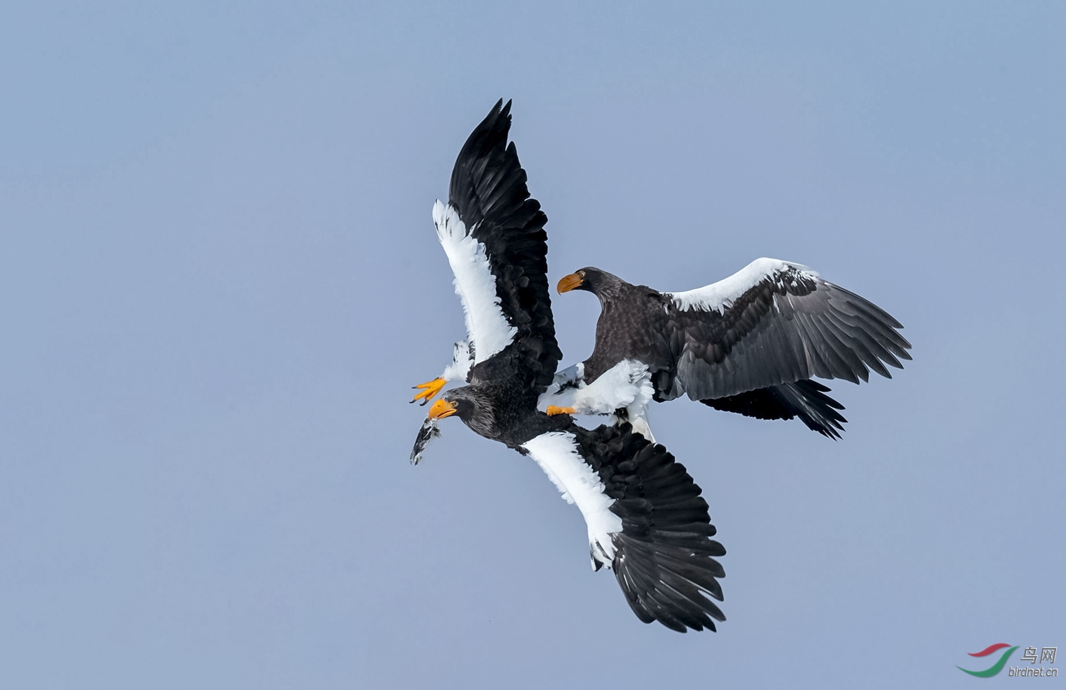 骑鸟太甚(祝贺老师佳作荣获首页精华 )
