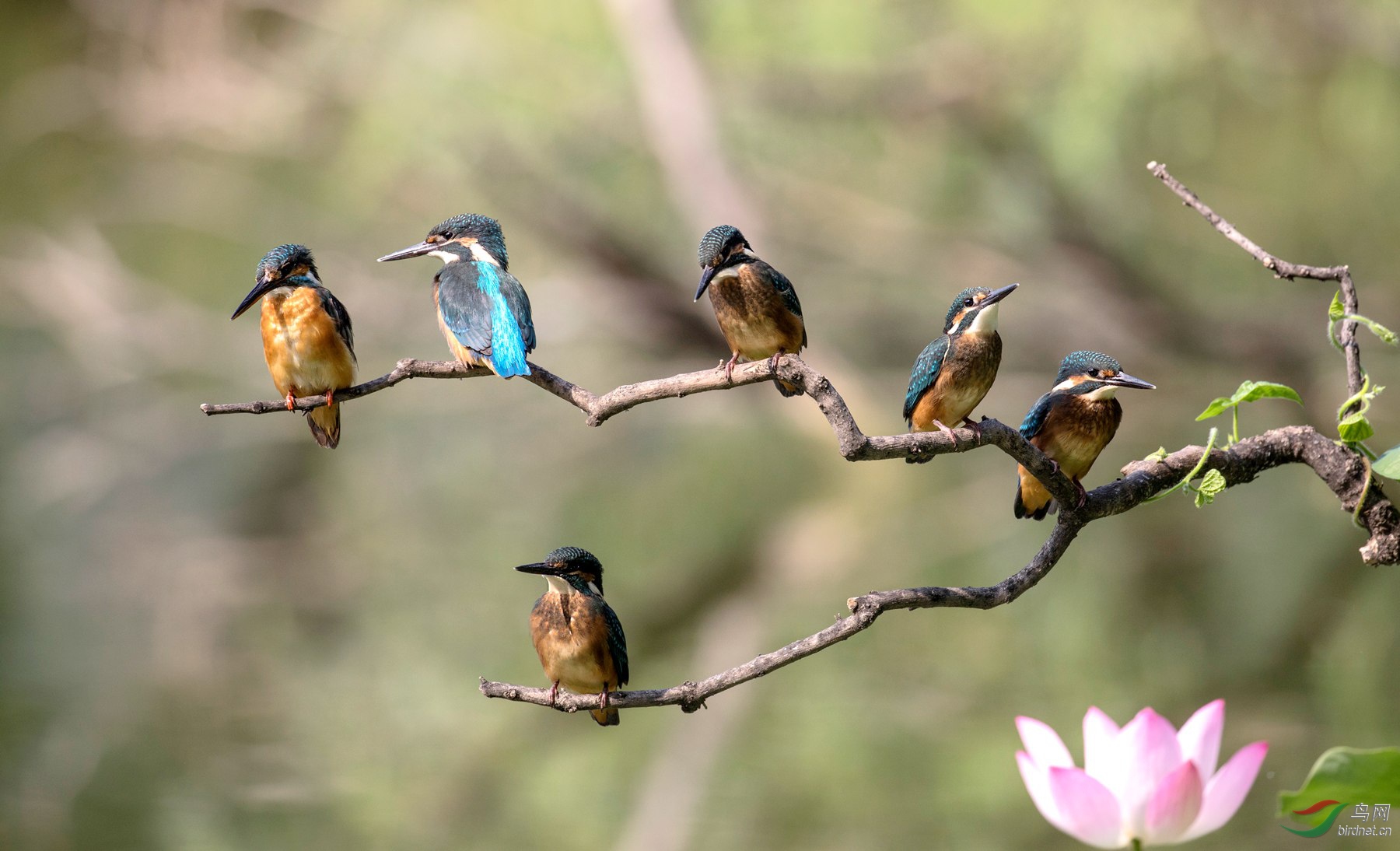 水鸟普通翠鸟瞧这一家子母鸟与五小鸟