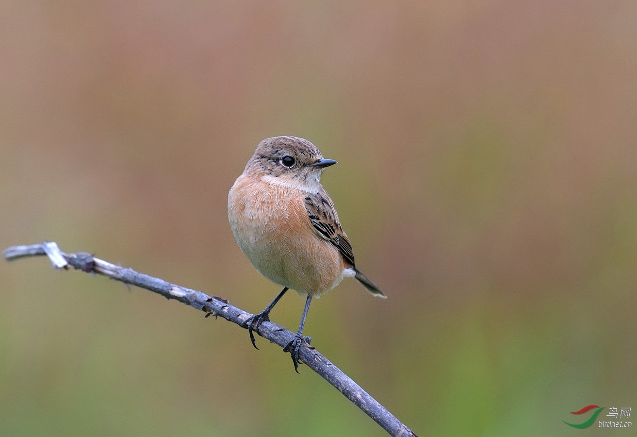 DSC_3261.jpg