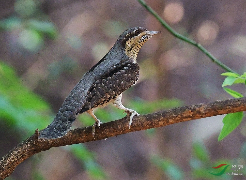 DSC_8521.JPG