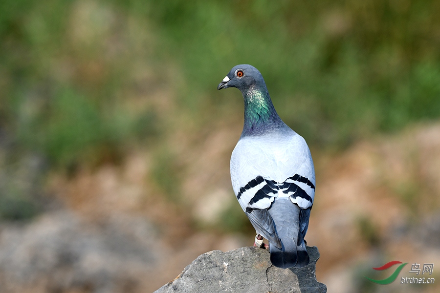 DSC_5838.JPG