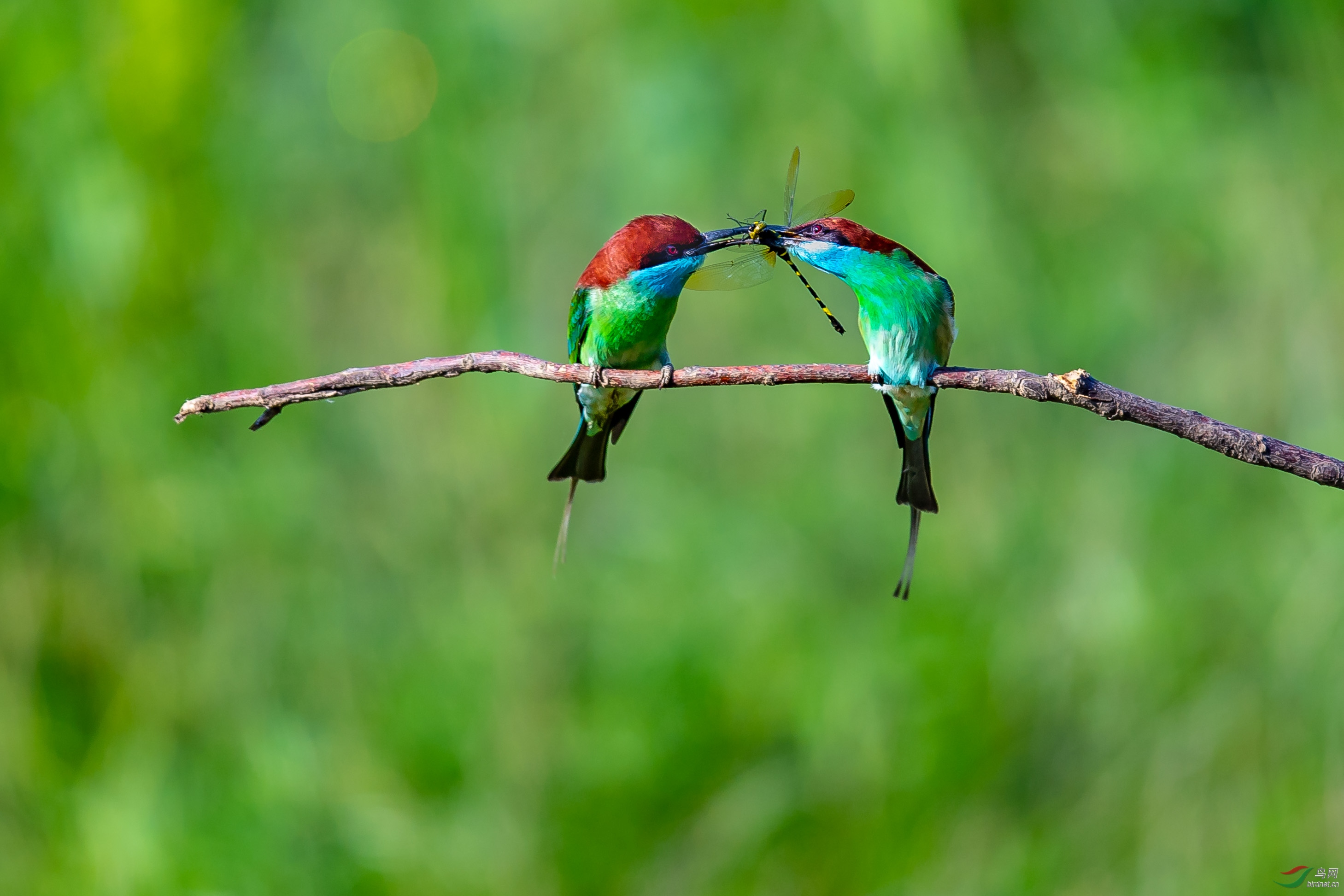 DSC_8423.jpg