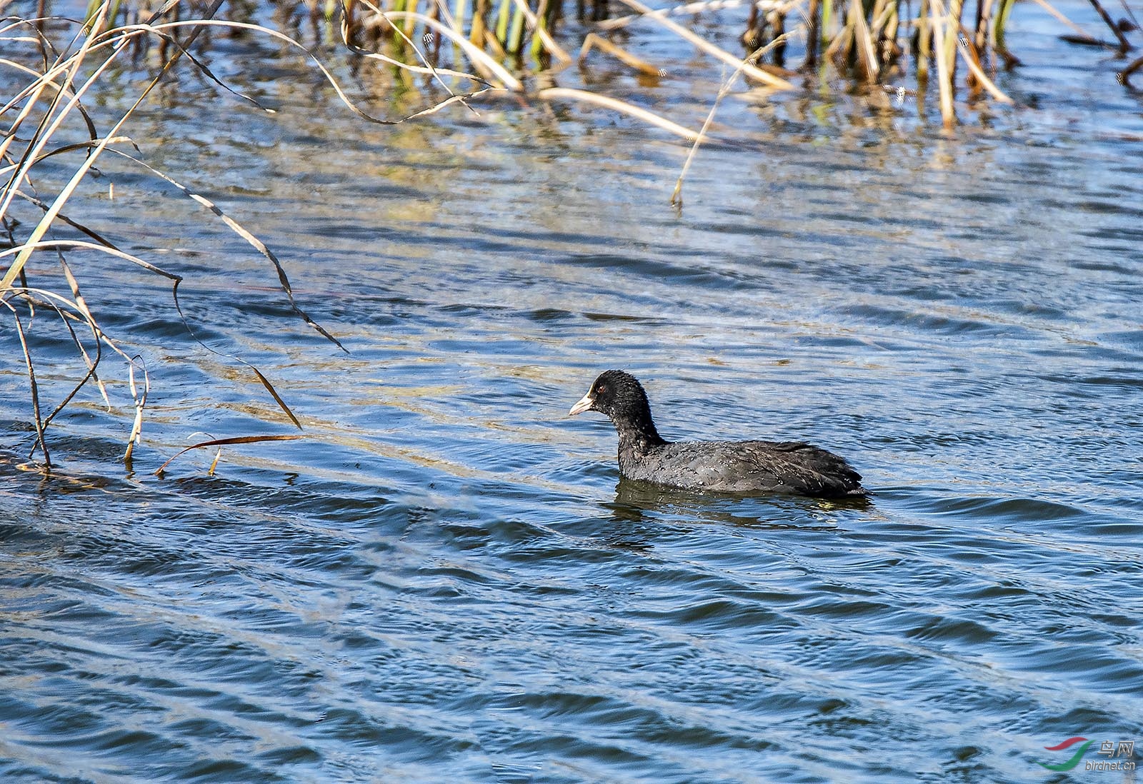 _DSC0431ab.jpg