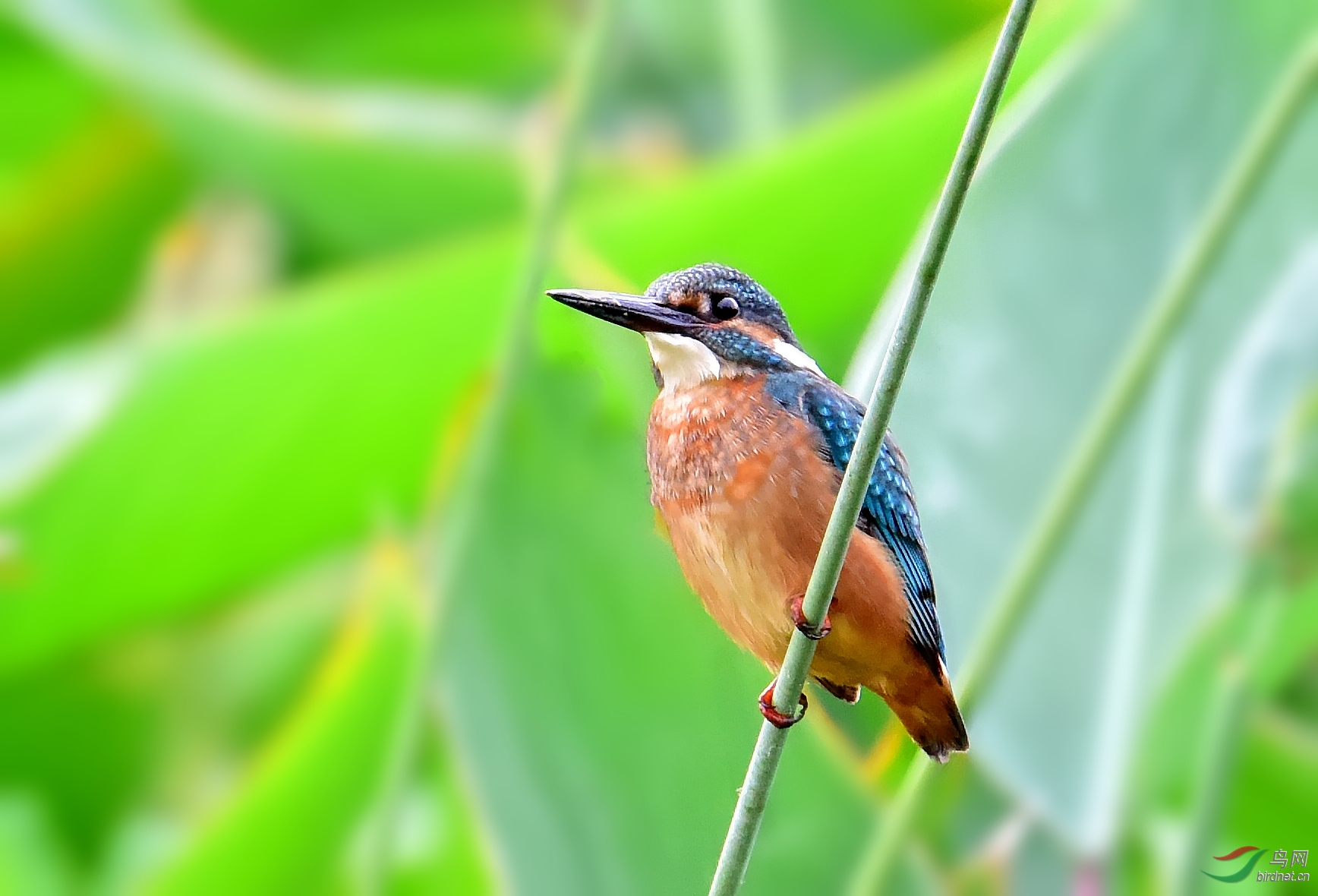 DSC_4152_conew1.jpg