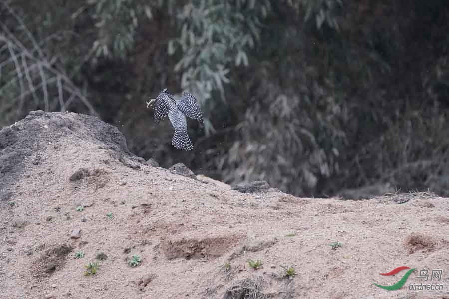 20180224-DSC01035-81.JPG