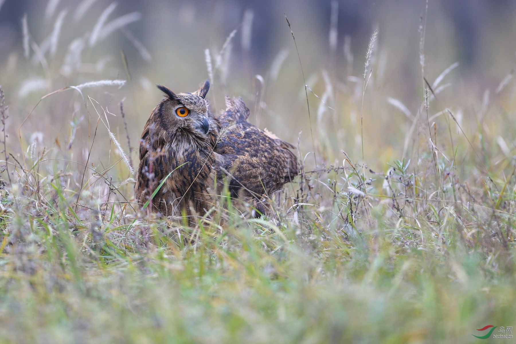 AB1I3461.JPG