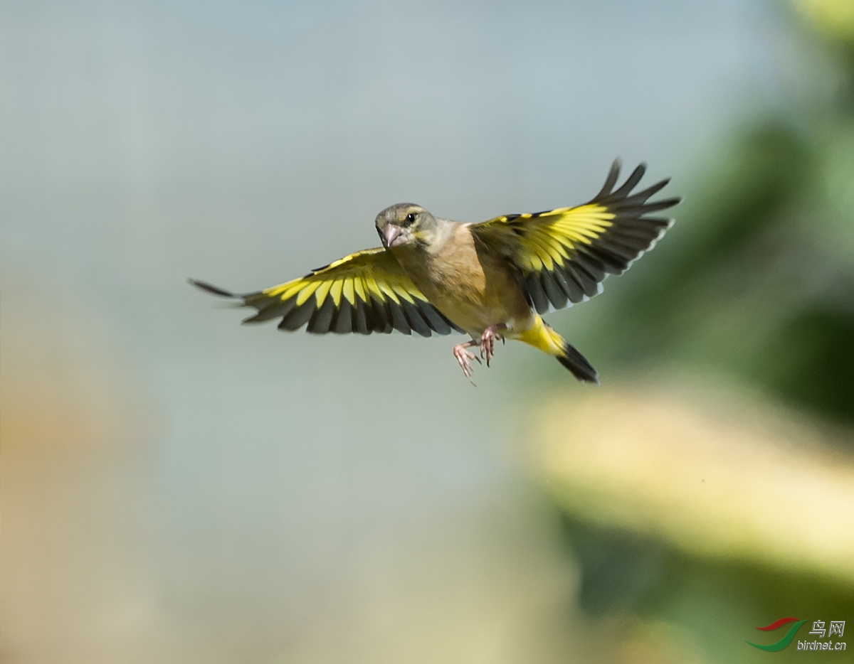 ���տ���԰����ȸ