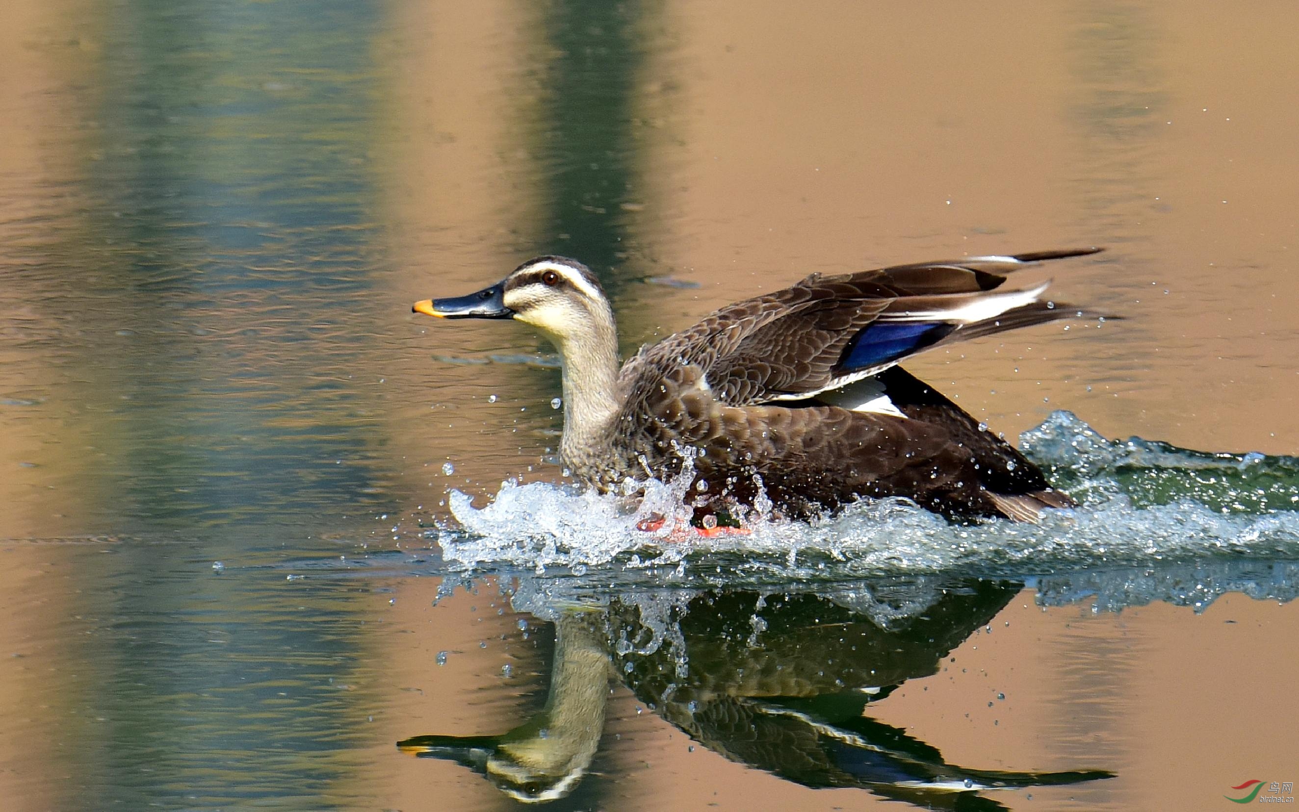 DSC_9273_conew6.jpg