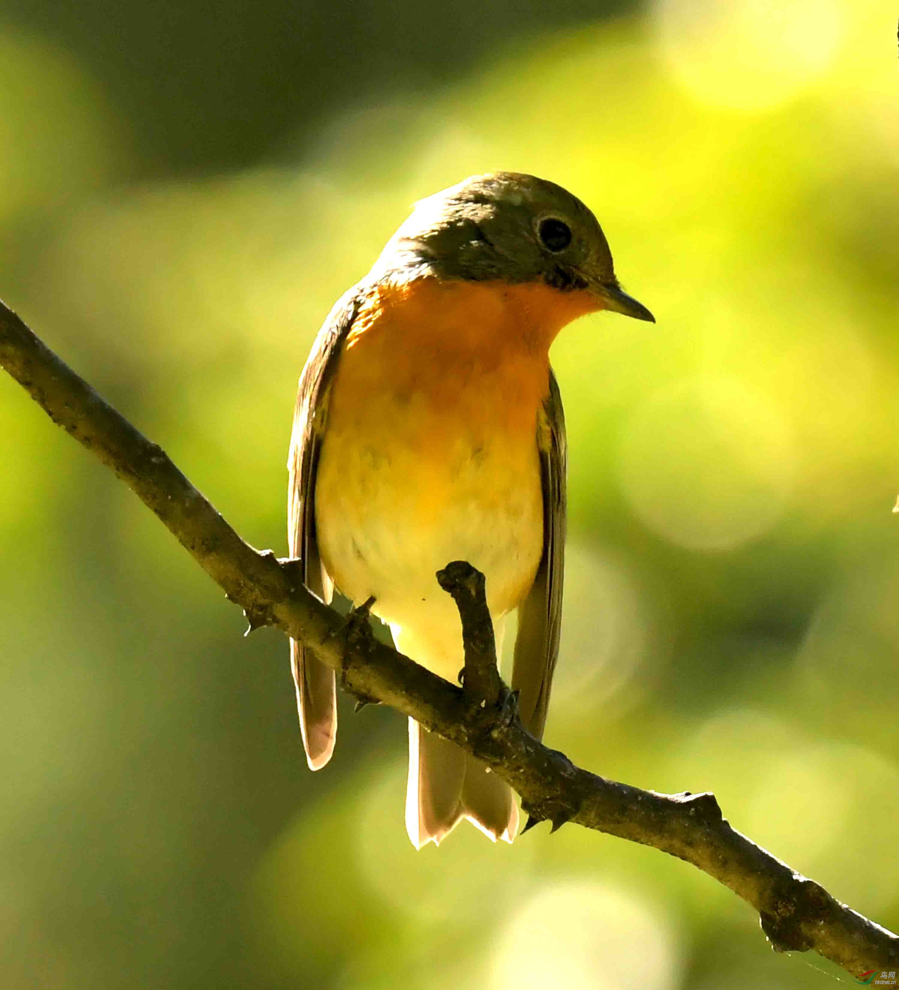 农展馆的鸲姬鹟(2019年摄)