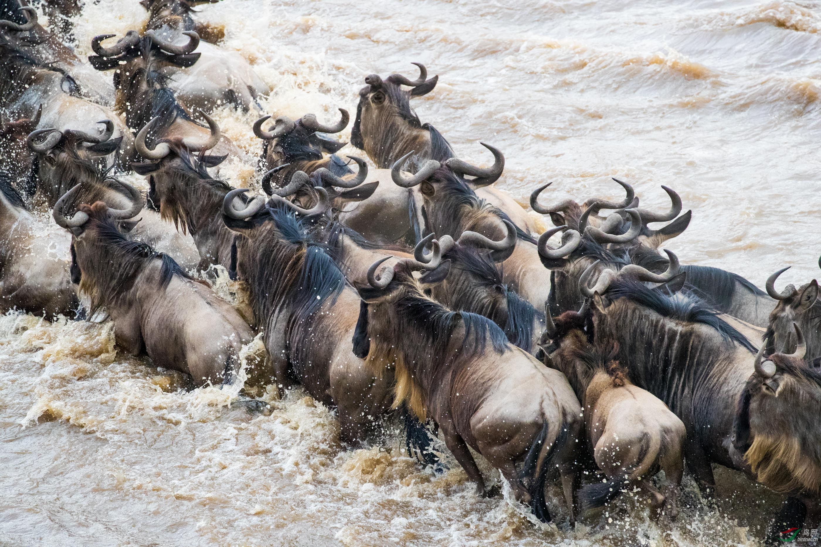 角马过河有序祝贺荣获首页动物精华