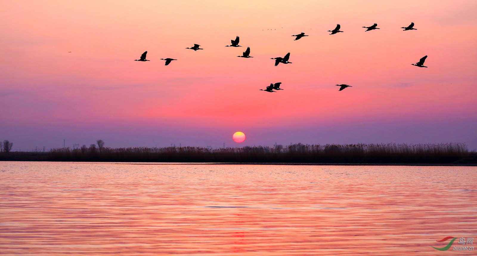 夕阳红贺获鸟类精华