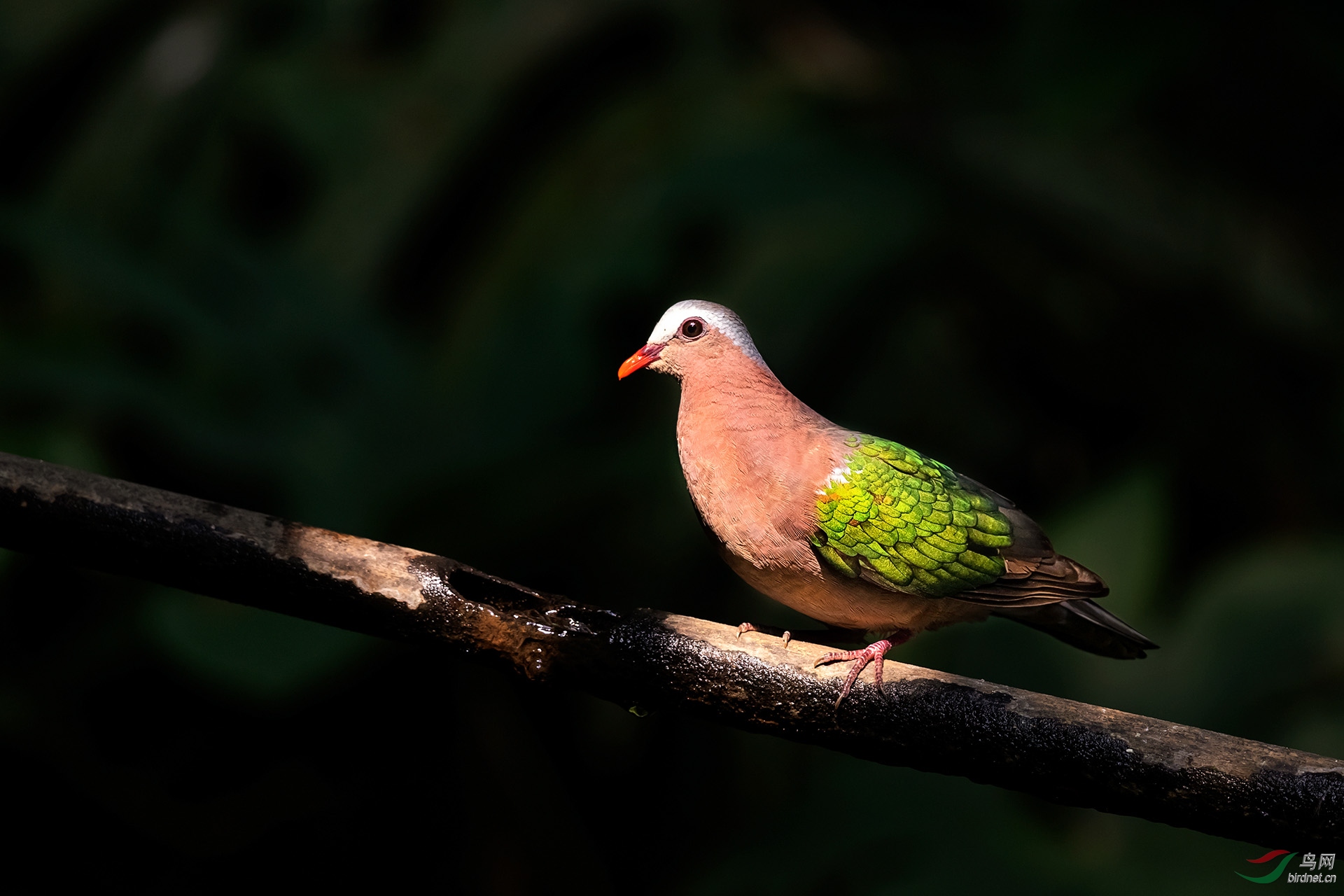 綠翅金鳩