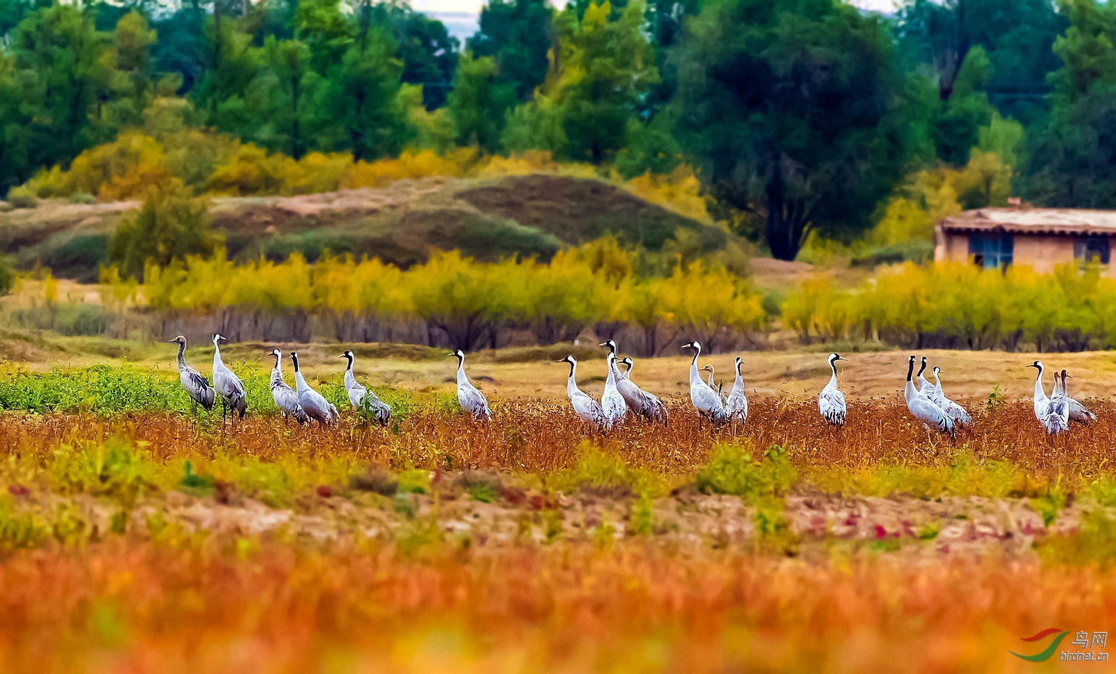 DSC_4496A.jpg