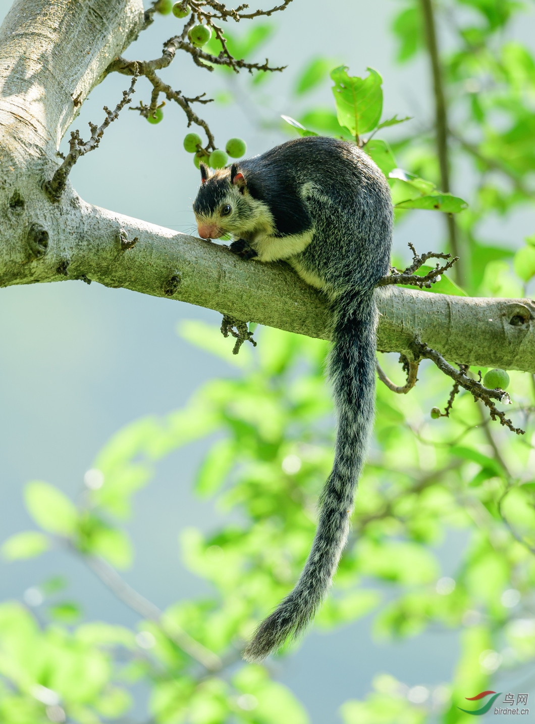 萌态巨松鼠贺获首页精华