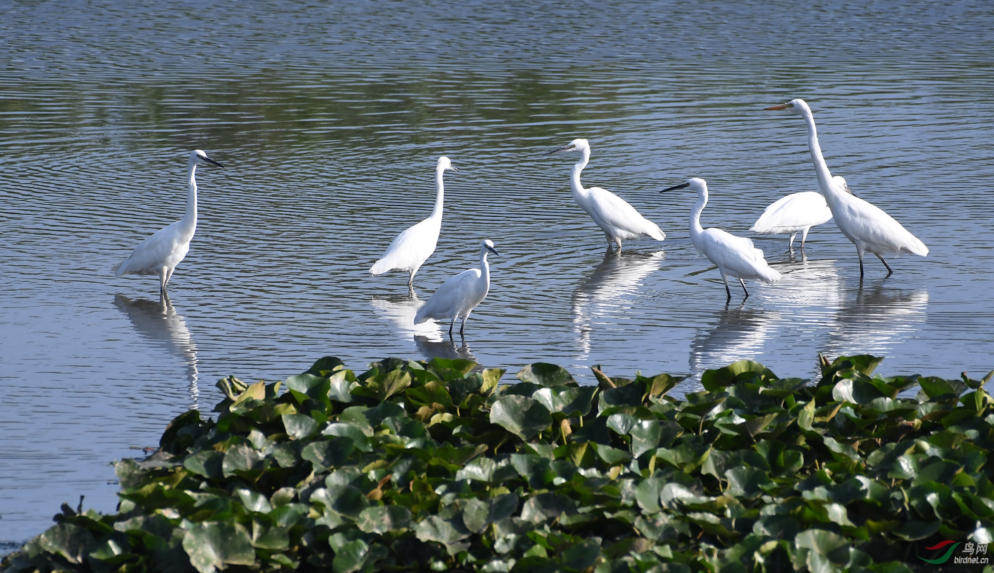 ������Ӱ 132����.jpg