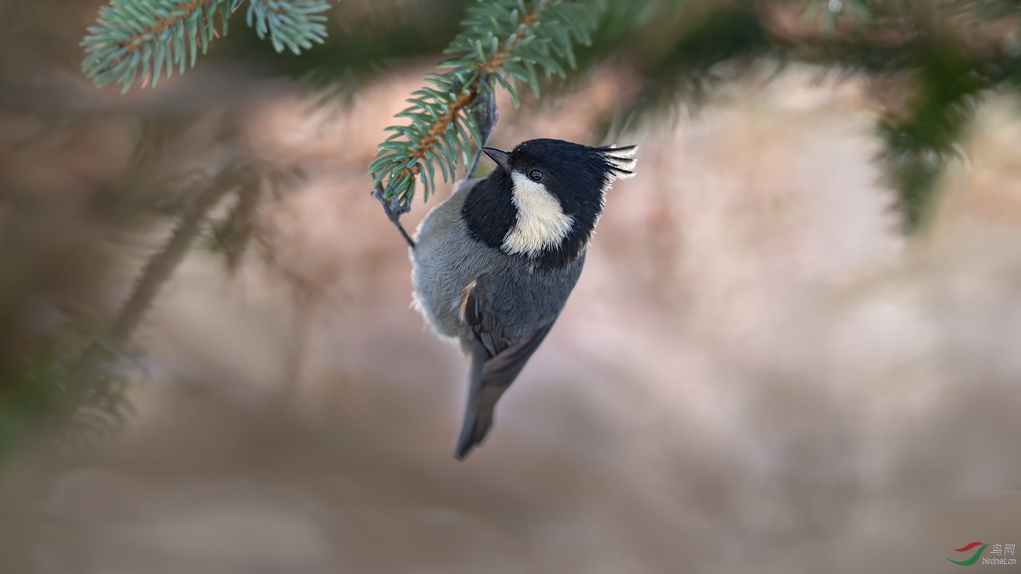 DSC_0271-1.jpg