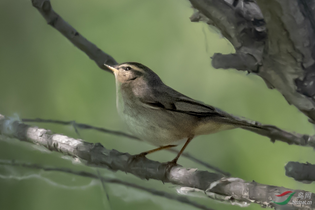 11������