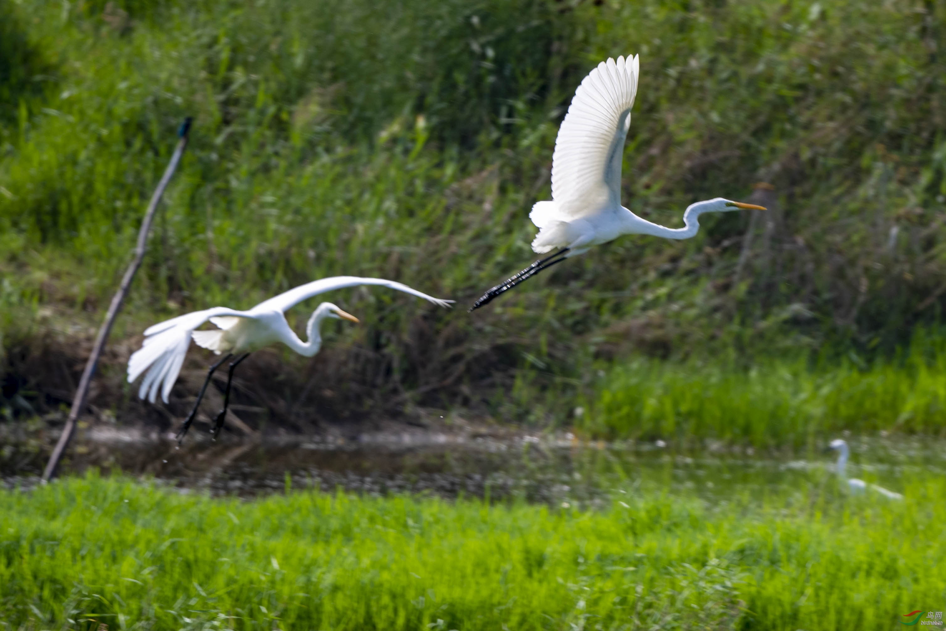 D50_4662.jpg