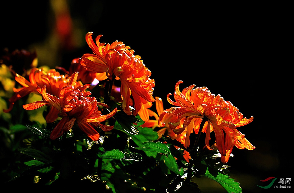 TX0A1430-denoise.jpg